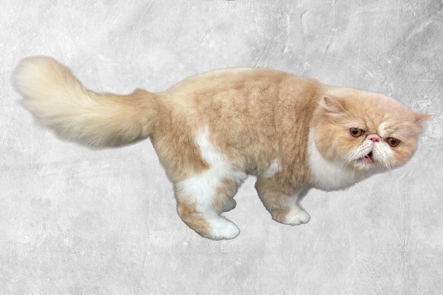 トリミング例1
